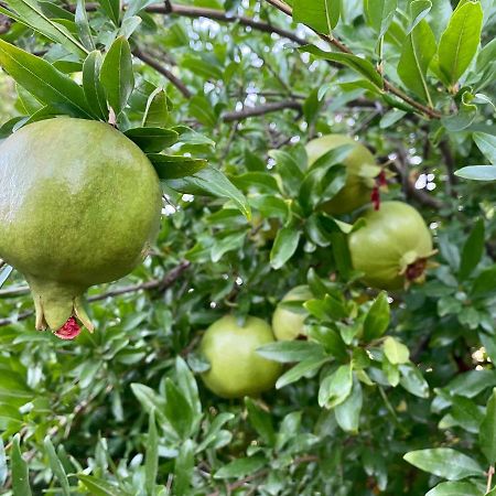 Il Melograno Βίλα Francavilla Marittima Εξωτερικό φωτογραφία