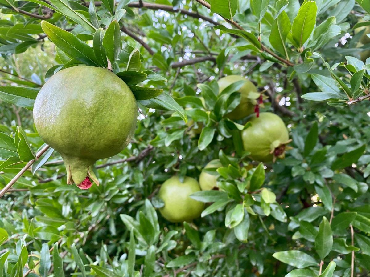 Il Melograno Βίλα Francavilla Marittima Εξωτερικό φωτογραφία